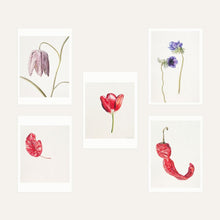 Rory McEwen Postcard Pack of 10